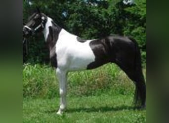 Spotted Saddle Horse, Hengst, 9 Jahre, 152 cm, Tobiano-alle-Farben