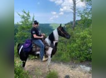 Spotted Saddle Horse, Hengst, 9 Jahre, 152 cm, Tobiano-alle-Farben