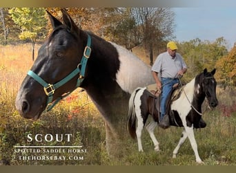 Spotted Saddle Horse, Hongre, 11 Ans, 147 cm, Tobiano-toutes couleurs