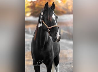 Spotted Saddle Horse, Hongre, 11 Ans, 152 cm, Noir