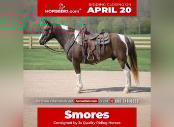 Spotted Saddle Horse, Hongre, 12 Ans, 152 cm, Pinto