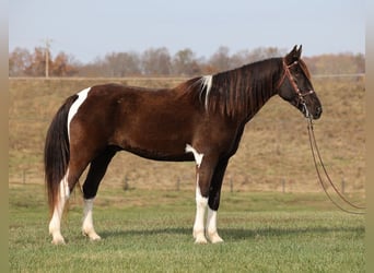 Spotted Saddle Horse, Hongre, 12 Ans, 157 cm, Tobiano-toutes couleurs