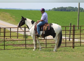 Spotted Saddle Horse, Hongre, 12 Ans