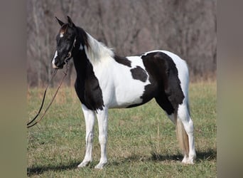 Spotted Saddle Horse, Hongre, 13 Ans, 152 cm, Tobiano-toutes couleurs