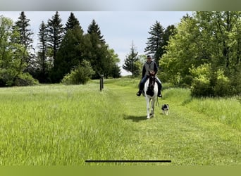 Spotted Saddle Horse, Hongre, 13 Ans, 157 cm, Alezan cuivré