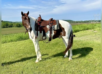 Spotted Saddle Horse, Hongre, 13 Ans, 157 cm, Alezan cuivré