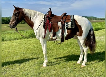 Spotted Saddle Horse, Hongre, 13 Ans, 157 cm, Alezan cuivré