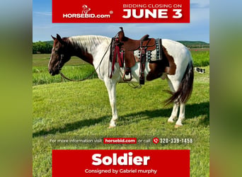 Spotted Saddle Horse, Hongre, 13 Ans, 157 cm, Alezan cuivré