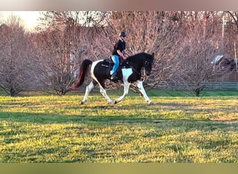 Spotted Saddle Horse Croisé, Hongre, 13 Ans, 165 cm, Pinto