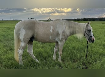 Spotted Saddle Horse, Hongre, 15 Ans, 152 cm, Pinto