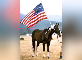 Spotted Saddle Horse, Hongre, 15 Ans, 155 cm, Tobiano-toutes couleurs