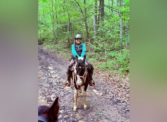 Spotted Saddle Horse, Hongre, 5 Ans, 143 cm, Tobiano-toutes couleurs
