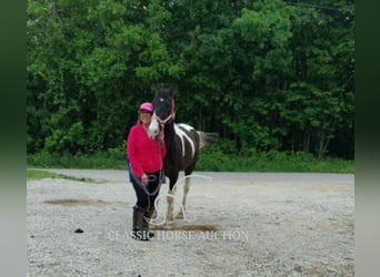 Spotted Saddle Horse, Hongre, 5 Ans, 143 cm, Tobiano-toutes couleurs