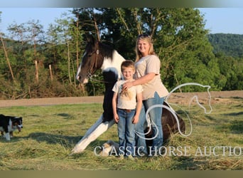 Spotted Saddle Horse, Hongre, 5 Ans, 152 cm, Tobiano-toutes couleurs
