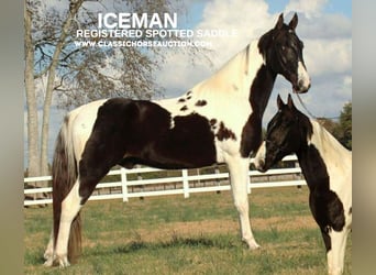 Spotted Saddle Horse, Hongre, 6 Ans, 152 cm, Tobiano-toutes couleurs