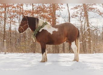 Spotted Saddle Horse, Hongre, 6 Ans, 173 cm, Tobiano-toutes couleurs