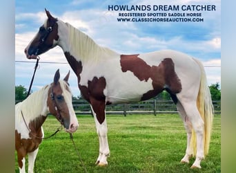 Spotted Saddle Horse, Hongre, 7 Ans, 142 cm, Tobiano-toutes couleurs