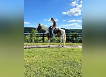 Spotted Saddle Horse, Hongre, 7 Ans, 142 cm, Tobiano-toutes couleurs