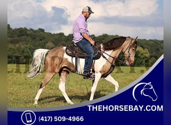 Spotted Saddle Horse, Hongre, 7 Ans, 145 cm, Tobiano-toutes couleurs