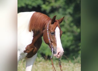 Spotted Saddle Horse, Hongre, 7 Ans, 147 cm, Tobiano-toutes couleurs