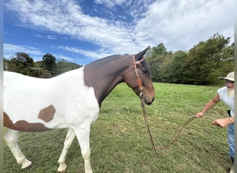 Spotted Saddle Horse, Hongre, 7 Ans, 152 cm, Tobiano-toutes couleurs