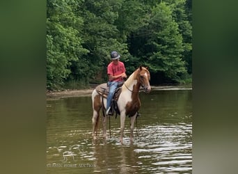 Spotted Saddle Horse, Hongre, 8 Ans, 132 cm, Alezan cuivré