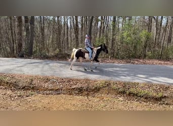 Spotted Saddle Horse, Hongre, 8 Ans, 142 cm, Tobiano-toutes couleurs