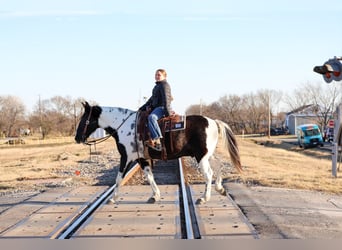 Spotted Saddle Horse, Hongre, 8 Ans, 147 cm, Pinto