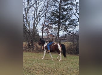 Spotted Saddle Horse, Hongre, 8 Ans, 152 cm, Bai cerise