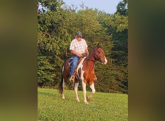 Spotted Saddle Horse, Hongre, 8 Ans, 152 cm, Bai cerise