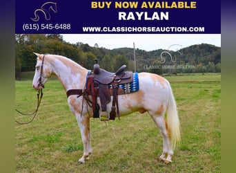 Spotted Saddle Horse, Hongre, 8 Ans, 152 cm, Palomino