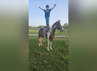 Spotted Saddle Horse Croisé, Hongre, 8 Ans, 152 cm, Pinto