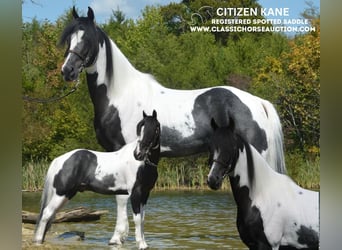 Spotted Saddle Horse, Hongre, 8 Ans, 152 cm, Tobiano-toutes couleurs