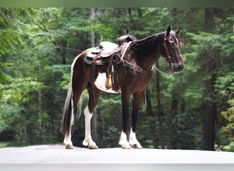 Spotted Saddle Horse, Hongre, 8 Ans