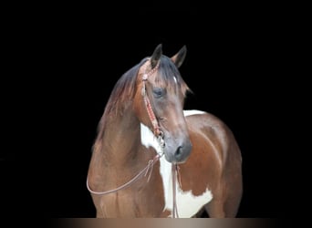 Spotted Saddle Horse, Hongre, 8 Ans