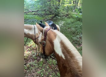 Spotted Saddle Horse, Hongre, 9 Ans, 142 cm, Palomino