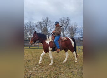 Spotted Saddle Horse, Hongre, 9 Ans, 152 cm, Bai cerise