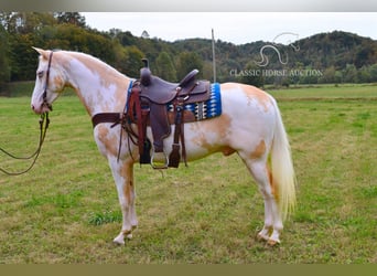 Spotted Saddle Horse, Hongre, 9 Ans, 152 cm, Palomino