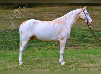 Spotted Saddle Horse, Hongre, 9 Ans, 152 cm, Palomino