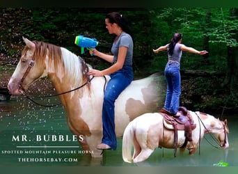 Spotted Saddle Horse, Hongre, 9 Ans, 155 cm, Champagne