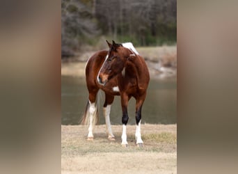 Spotted Saddle Horse, Jument, 12 Ans, 157 cm, Pinto