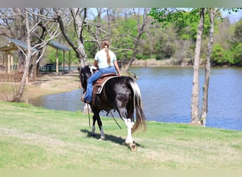 Spotted Saddle Horse, Jument, 14 Ans, 152 cm, Pinto