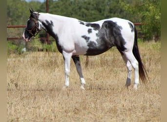 Spotted Saddle Horse, Jument, 14 Ans, Noir