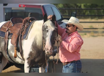 Spotted Saddle Horse, Jument, 14 Ans, Noir