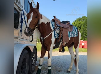 Spotted Saddle Horse, Jument, 4 Ans, 152 cm, Alezan cuivré