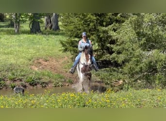 Spotted Saddle Horse, Jument, 5 Ans, 152 cm, Bai cerise