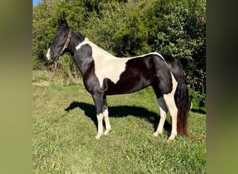 Spotted Saddle Horse, Jument, 5 Ans, 155 cm, Pinto