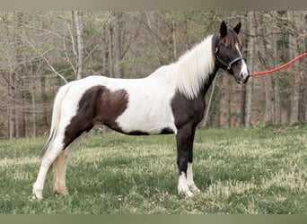 Spotted Saddle Horse, Jument, 7 Ans, 152 cm, Noir