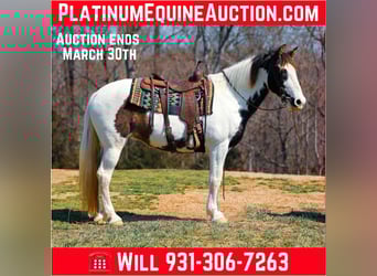 Spotted Saddle Horse, Klacz, 11 lat, 157 cm, Tobiano wszelkich maści