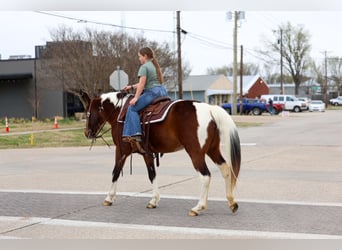 Spotted Saddle Horse, Klacz, 12 lat, 157 cm, Srokata